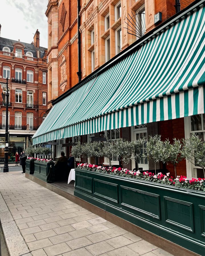 A terrace in Mayfair under a green striped awning, planted with olive trees and cyclamen